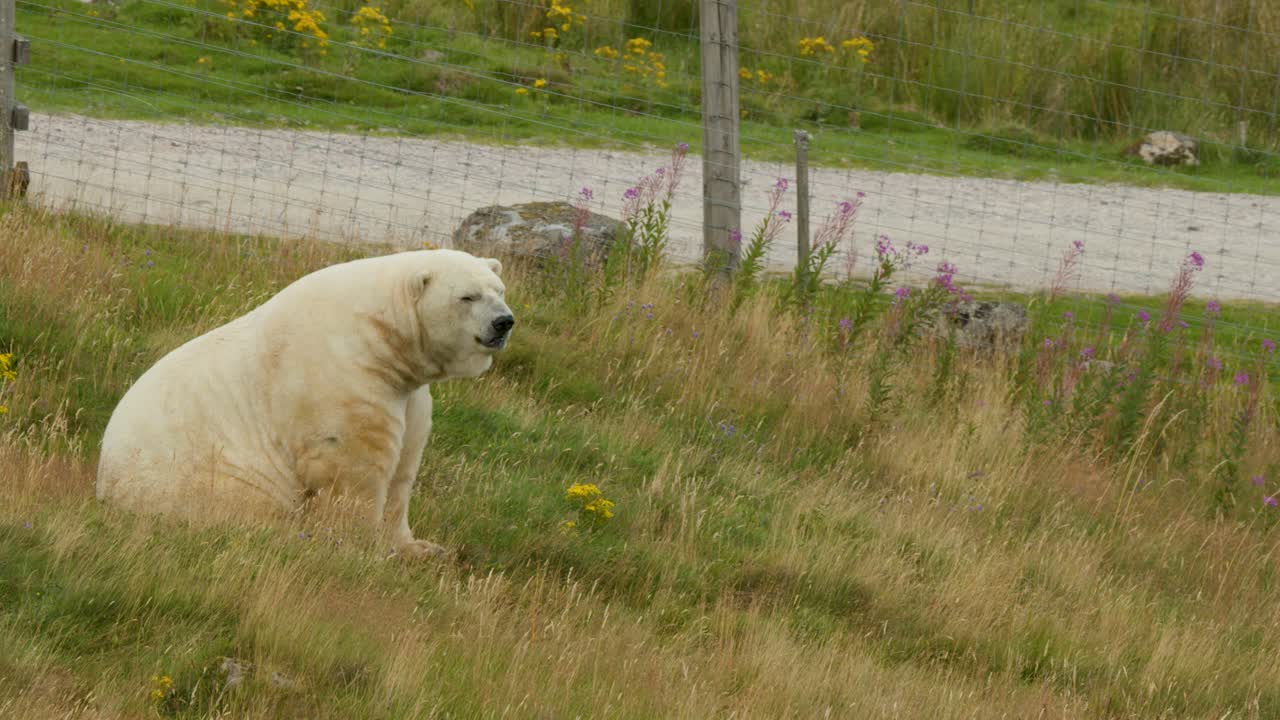 Polar bear sits calmly in fenced grassy field, overcast daylight, static medium shot, nature park
