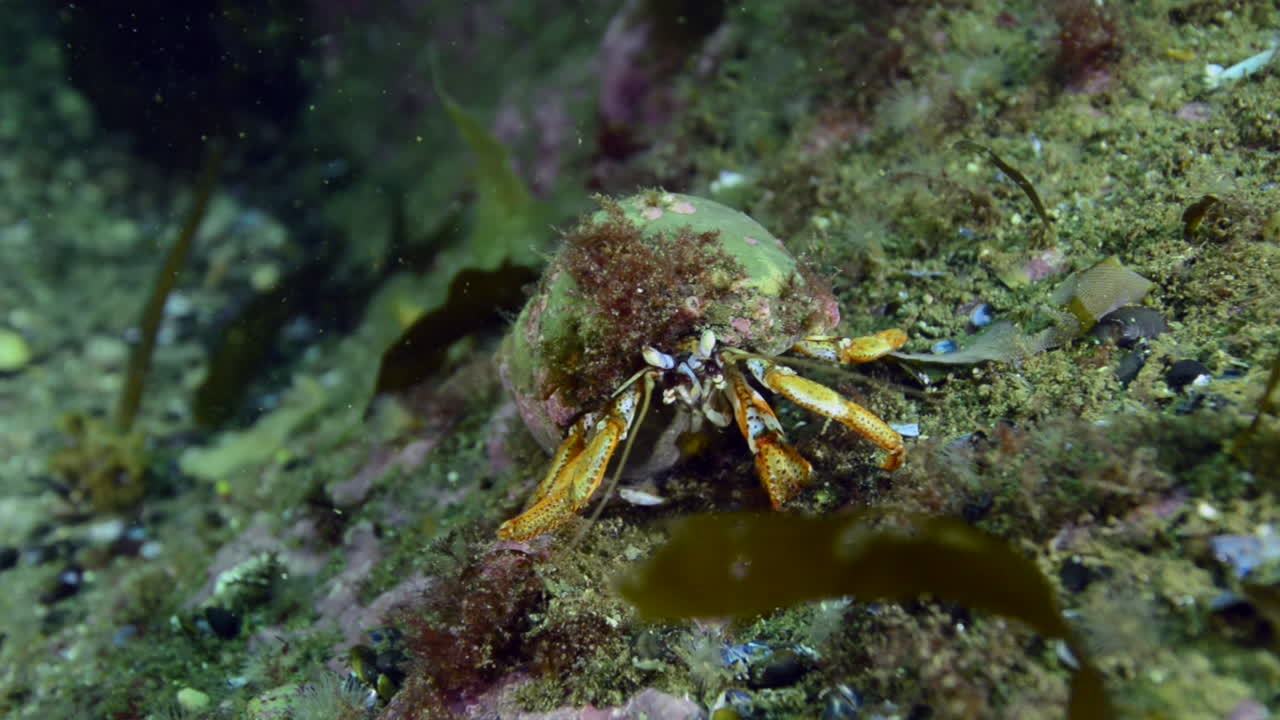 Hermit crab working hard for food in Perc&eacute;, Qu&eacute;bec, Canada