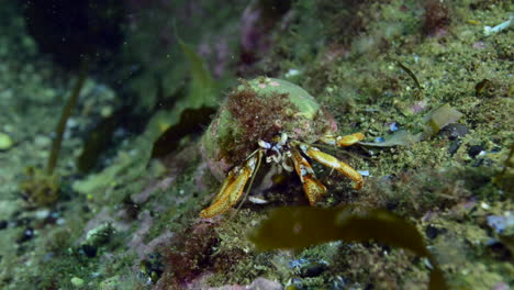 Hermit-crab-working-hard-for-food-in-Percé,-Québec,-Canada