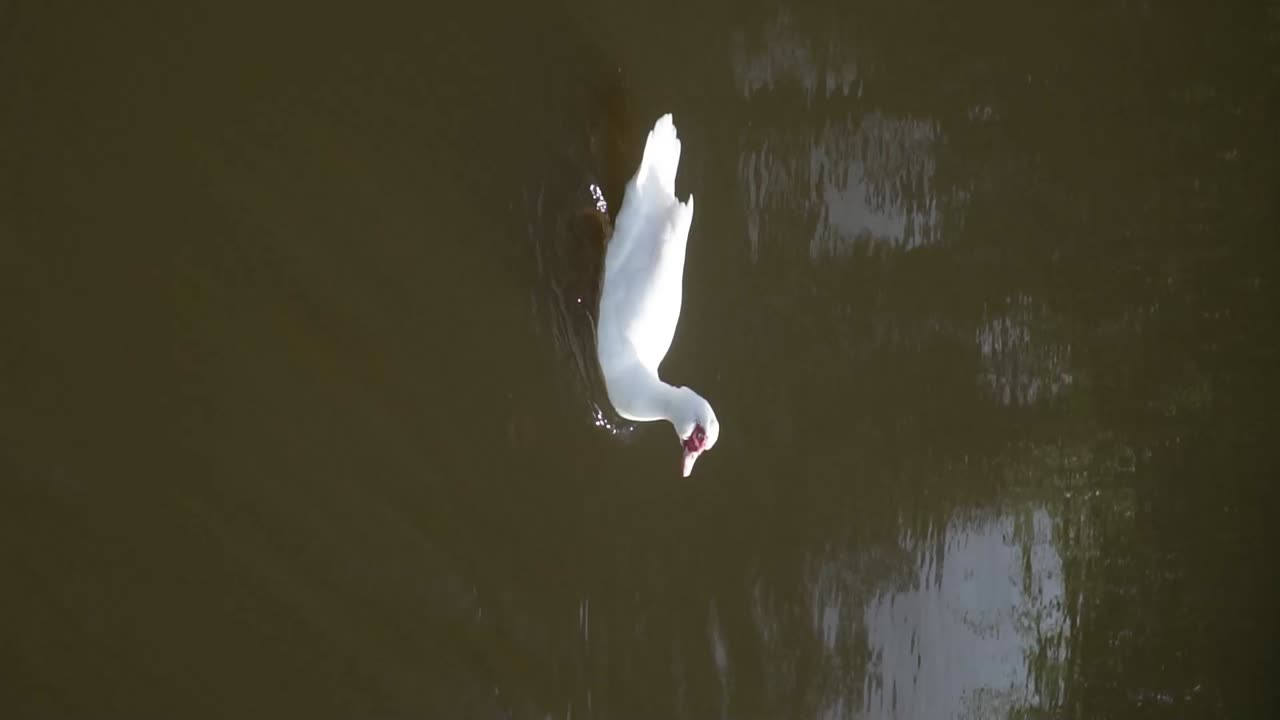 video vertical: pato blanco nadando solo en el agua