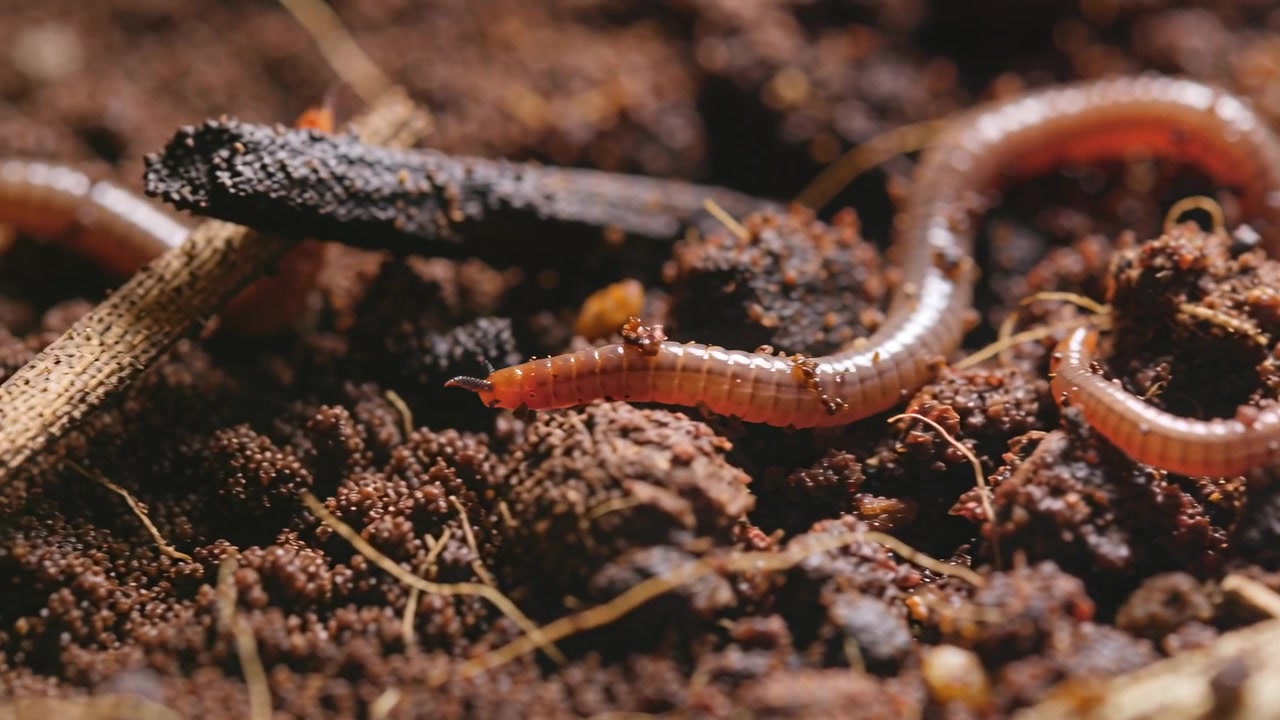 Enquadrando duas minhocas avermelhadas rastejando em solo solto no composto, passando por um pequeno fragmento de madeira.
