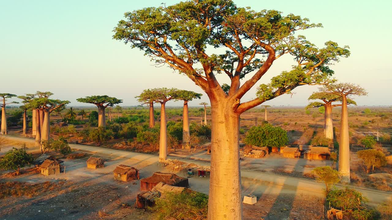 hermoso árbol de baobab de cerca al atardecer en la avenida de los baobabs en madagascar