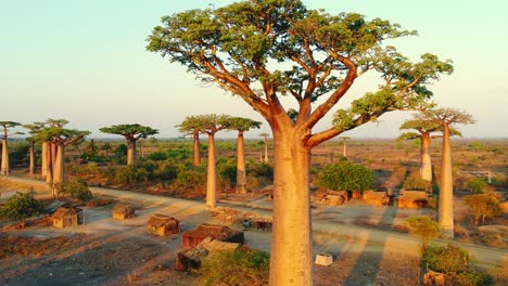 beautiful baobab tree close up at sunset at the avenue of the baobabs in madagascar