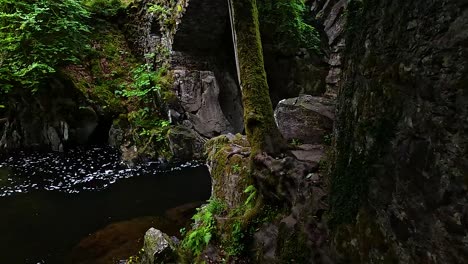 tranquil river flowing through lush forest landscape