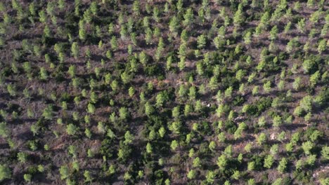 Aerial View of Reforestation Project