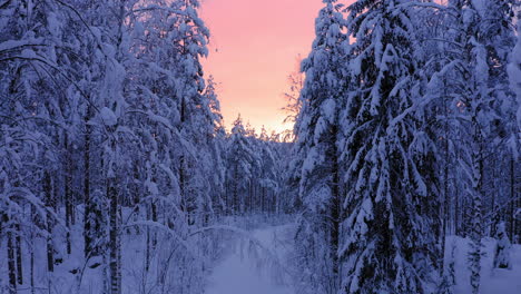 Drone-video-of-peaceful-path-in-a-snow-covered-forest-by-golden-hour-after-sunset