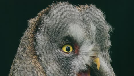 great grey owl (strix nebulosa) close-up.