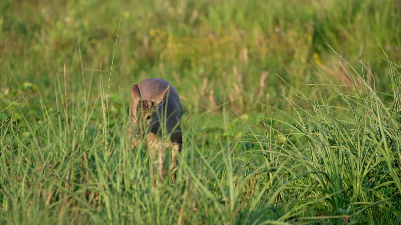 Frontal view of gray brocket deer partially hidden in tall grass, looking forward, Parque Nacional Ibera, Corrientes, Argentina