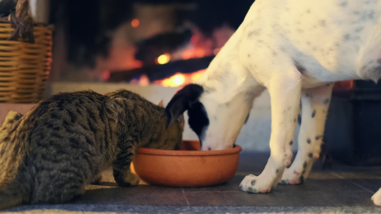 кошка и собака