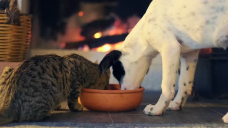 gato y perro