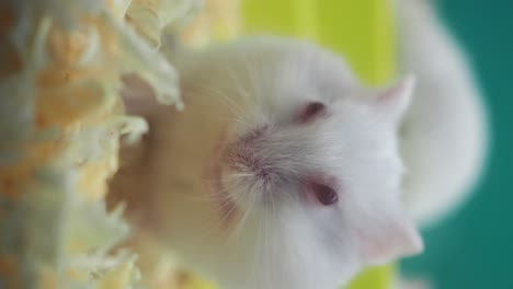 white hamster in cage