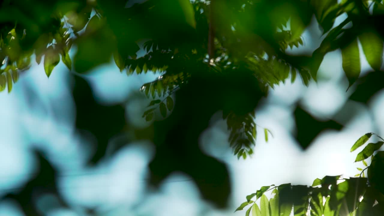 자연 녹색 bokeh 배경