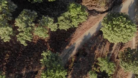 Forest-with-trees-and-dirt-roads