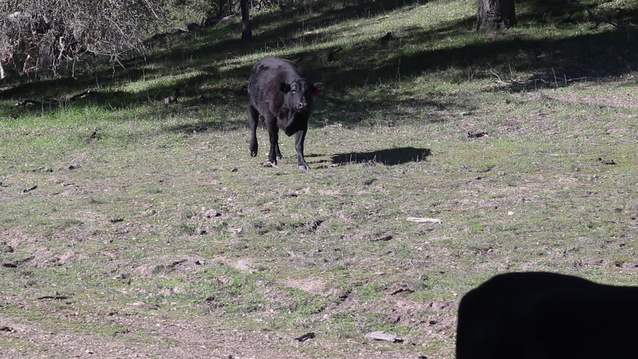 푸른 잔디와 함께 언덕을 걷고 암소
