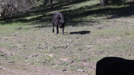 Cow-walking-down-hill-with-green-grass