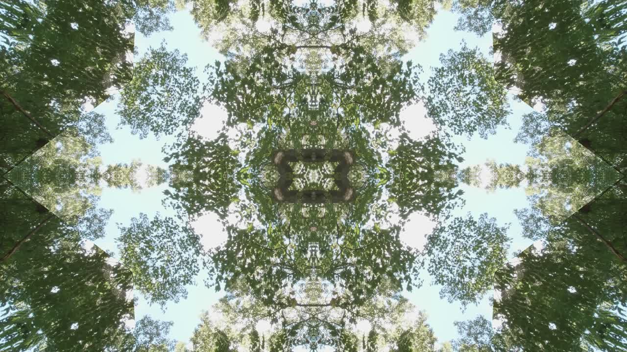 caleidoscopio de vegetación usando imágenes de bosque de wissahickon creek, philadelphia, #5