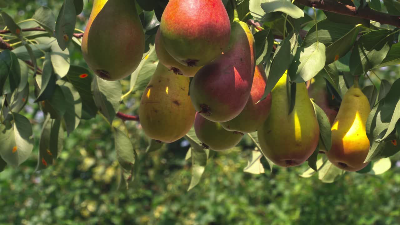 Pears hanging on a tree branch in a sunny orchard during harvest season