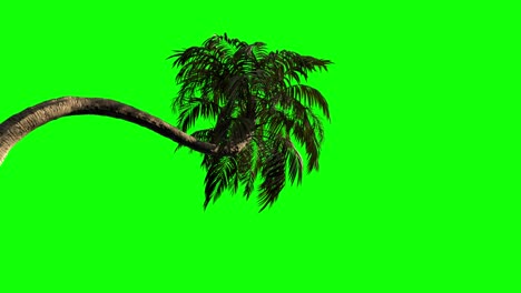 3d high-quality animation of a palm tree in the wind. green screen is good for keying.