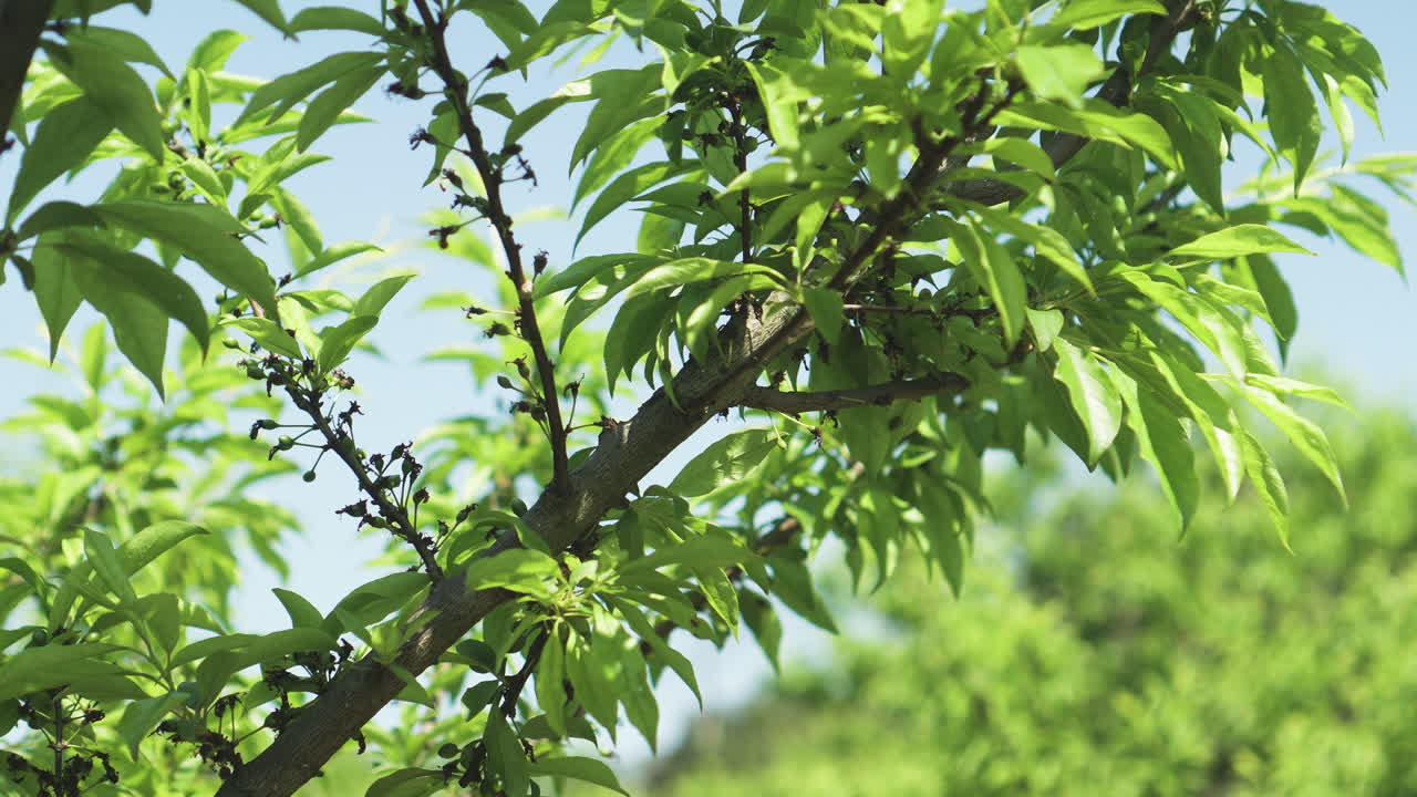 A green plum branch with leaves and fruit buds against a blue sky background.