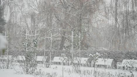 a rose garden in petrin park is covered with snow