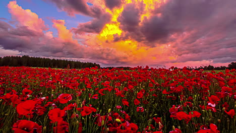 Hermosa-Escena-Natural-Que-Muestra-Un-Campo-De-Flores-De-Amapola-En-Flor-Roja-Durante-Las-Nubes-Doradas-Que-Vuelan-Lentamente-En-El-Cielo-Durante-La-Puesta-De-Sol---Tiro-De-Lapso-De-Tiempo