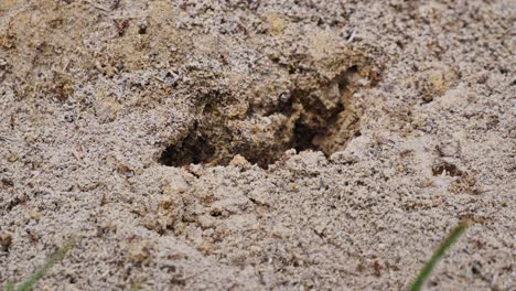 fire ants work fast to repair damage to their mound