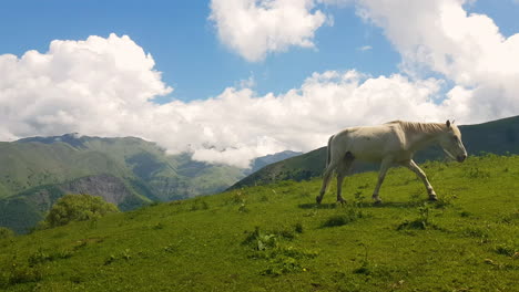 lonesome white horse in green pasture in mountains of georgia