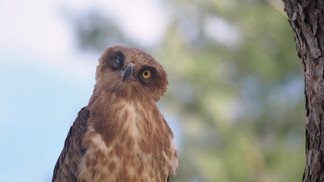 Close-up de um falcão marrom empoleirado em um galho de árvore