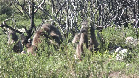 un grupo familiar de babuinos se relaja en la selva africana