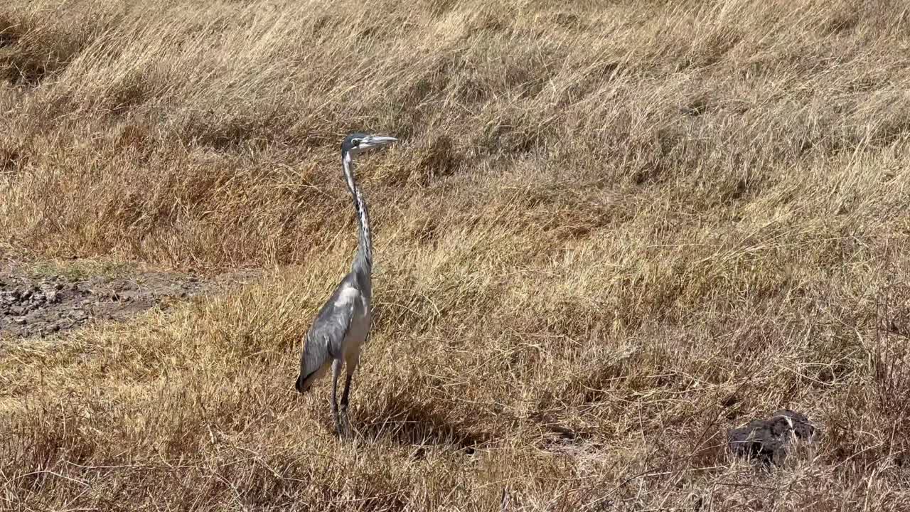 Ung sortkronet hejre (Ardea melanocephala) forsøger at stå stille i kraftig blæst, mens den leder efter bytte i Ngorongoro-krateret. Tanzania