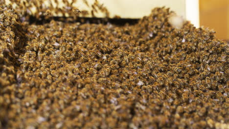 swarm enters hive following queen