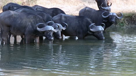 family of adult african cape buffalo take turns drinking and keeping a lookout at the watering hole