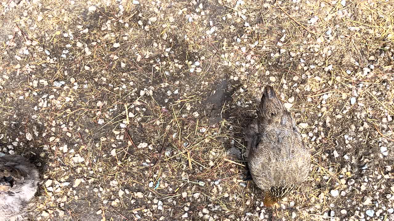 vista de arriba hacia abajo de los pollos que buscan alimento