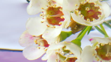 primer plano de las delicadas flores blancas