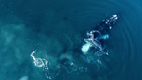 Ballena-Franca-Austral-Madre-Con-Cría-Jugando-En-El-Mar-Patagónico