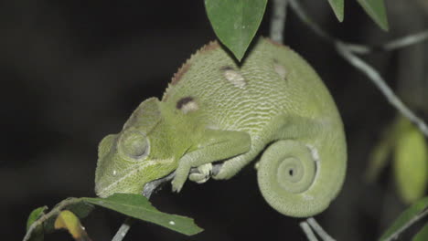 camaleón furcifer oustaleti durmiendo en una ramita en madagascar, plano medio durante la noche mostrando todas las partes del cuerpo, color de piel patrón moteado verde-marrón