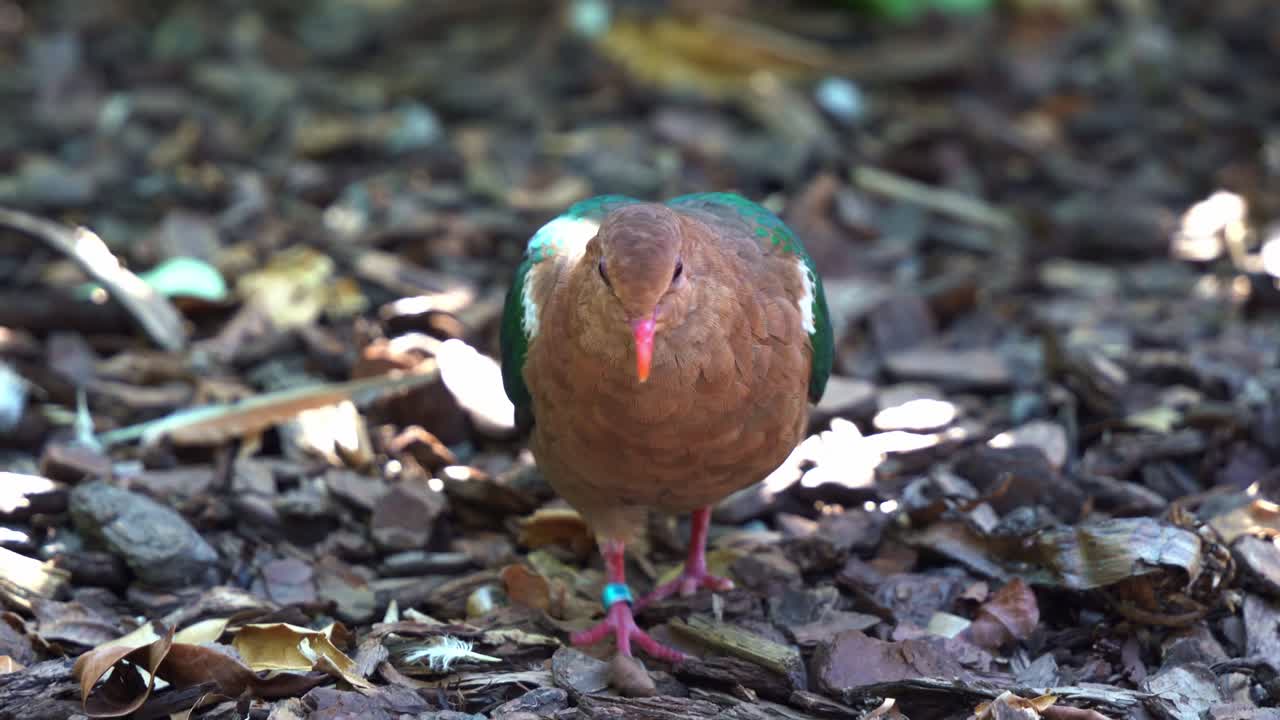 에메랄드 비둘기가 숲 바닥을 걷고 음식을 찾고 먹이를 찾는 장면을 클로즈업