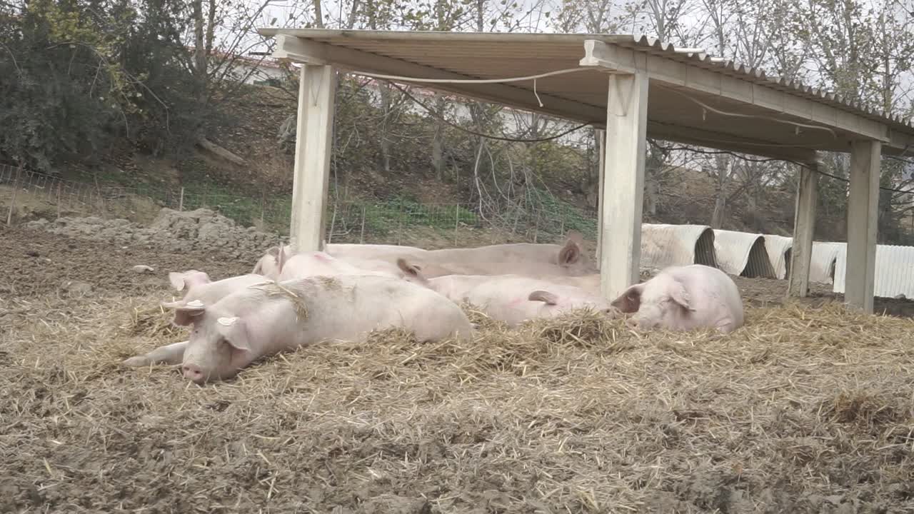 Pigs lying on straw under shelter at industrial farm