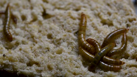 the mealworm is a species of darkling beetle used to feed pets like fish, snakes, birds, and frogs