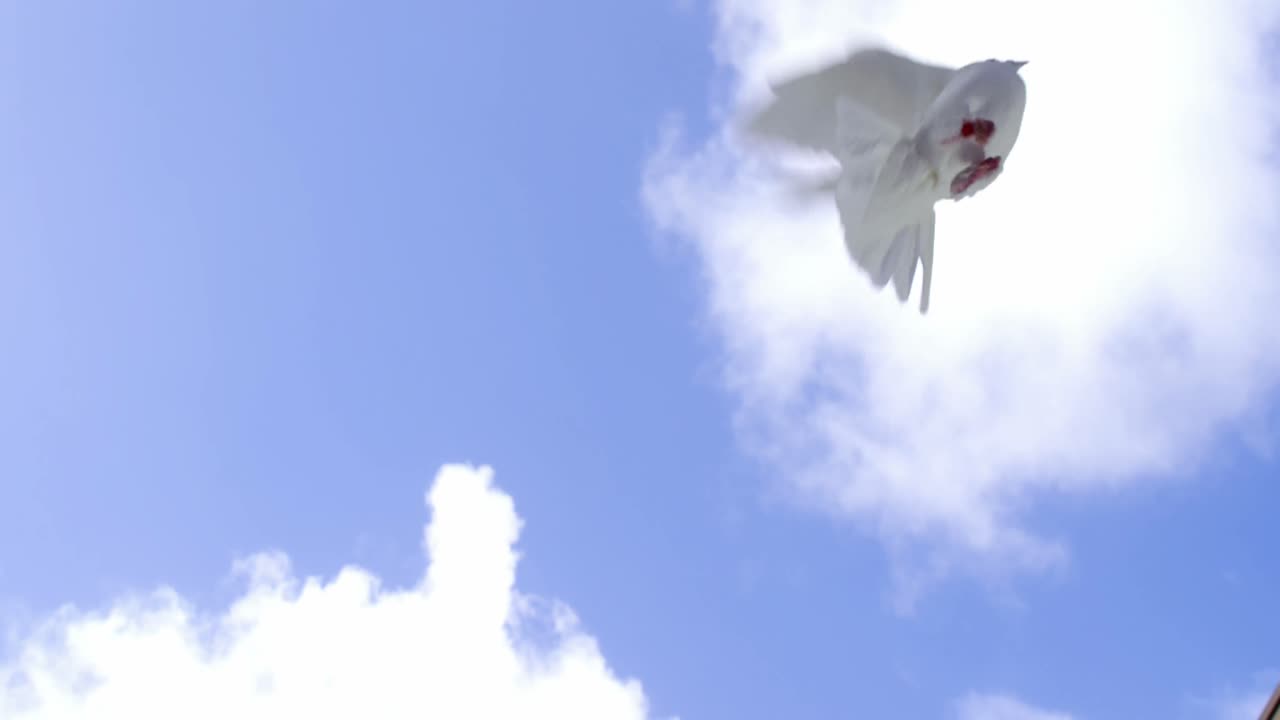 Dove bird flying against blue sky