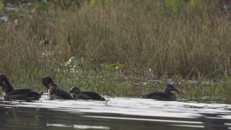 Whistling-Duck-SWimming-on-pond-water-