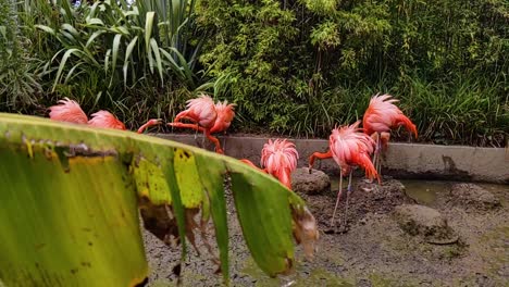 pink flamingoes in zoo foraging