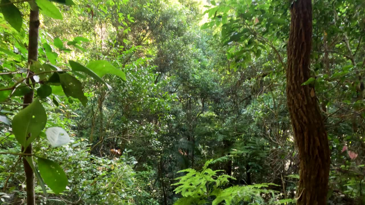 활기찬 숲 속 의 울창 한 초록색 과 나무 들