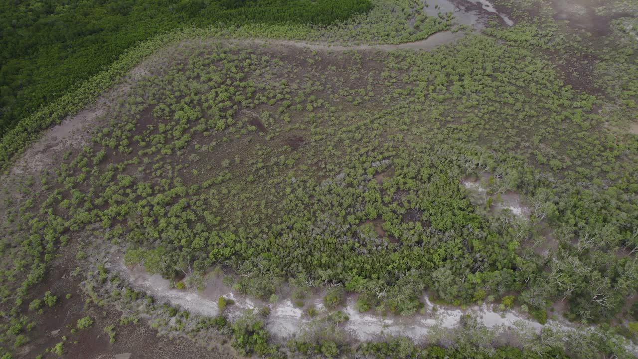 selva tropical y humedales en la costa de port douglas en el norte de queensland, australia
