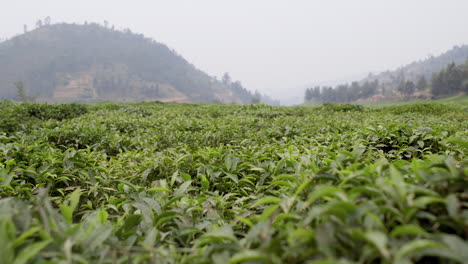 Plantación-De-Té-De-Cerca-En-Ruanda,-áfrica