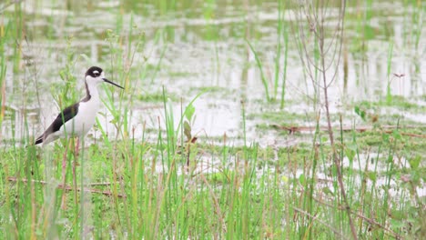 black-necked-stilt-bird-standing-and-calling-in-marsh