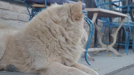 fluffy chow chow at a patio