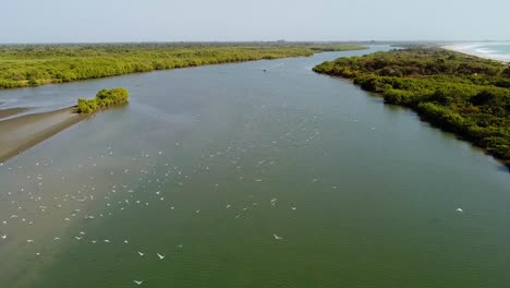 Seagulls,-huge-flock-of-birds-flying-over-River-Gambia-in-Kartong