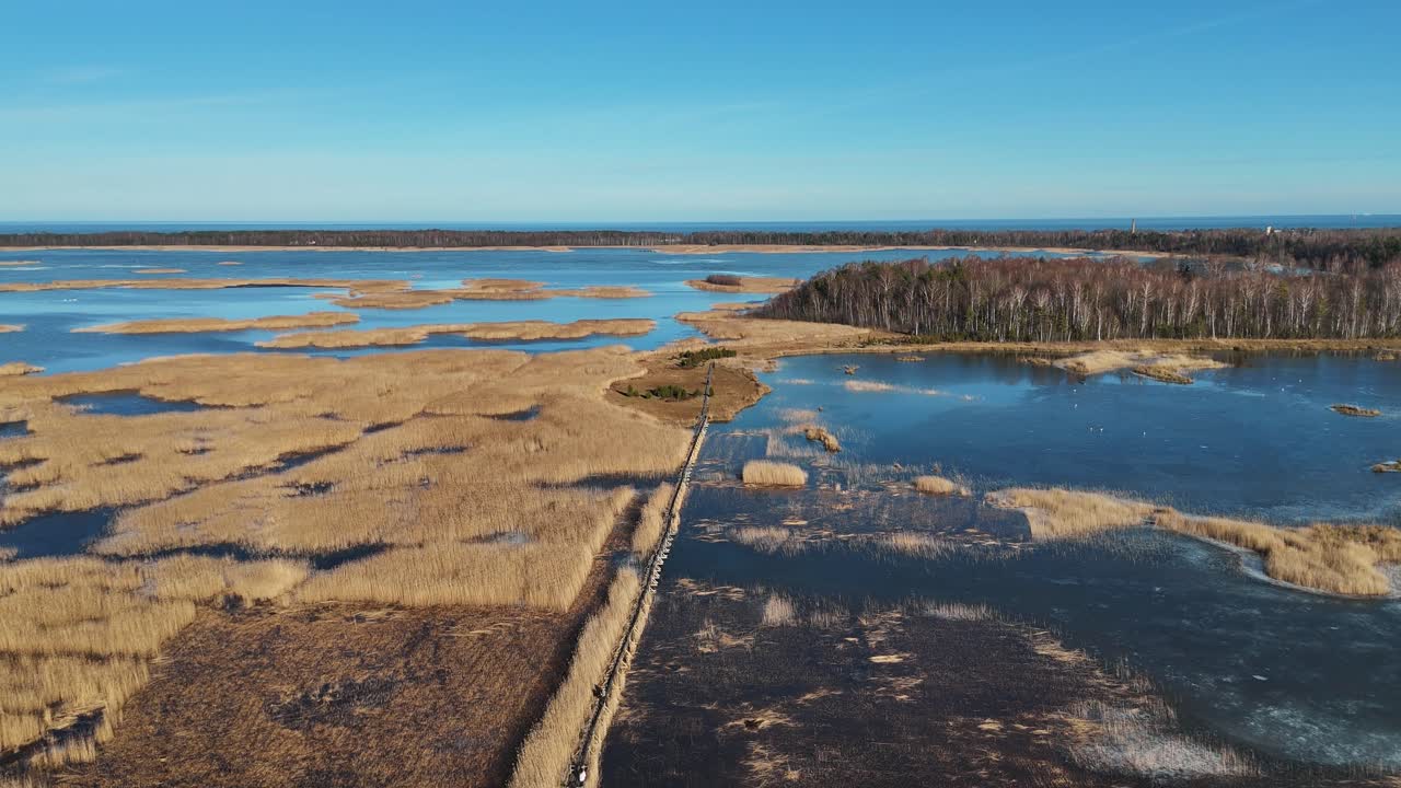 sendero de tablas de madera a través del lago kaniera cañas disparo aéreo de primavera lapmezciems, letonia