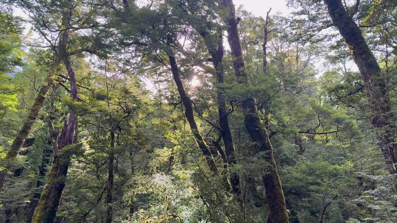 Lush forest canopy with sunlight filtering through trees, creating a tranquil and natural atmosphere in Glenorchy, New Zealand